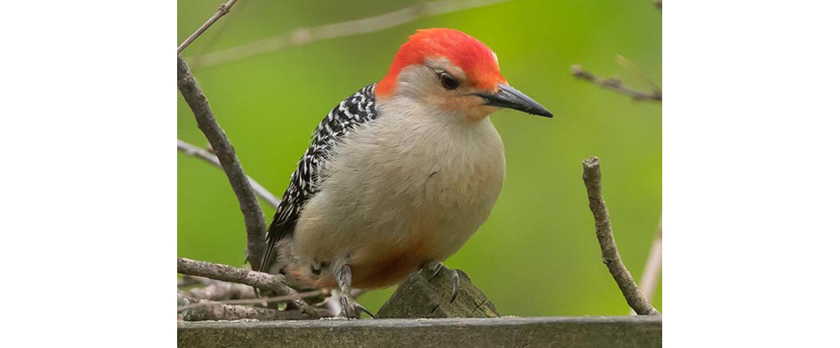 Woodpeckers in Florida 