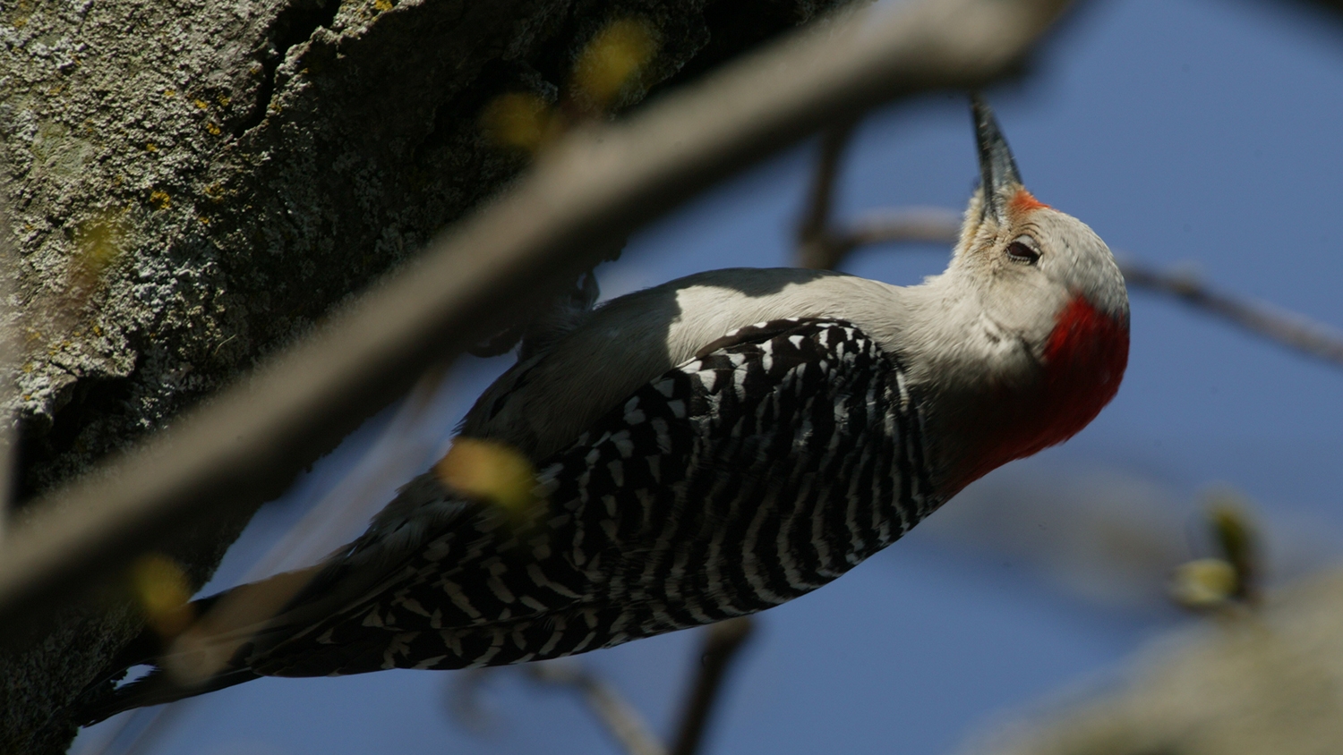 red-bellied woodpecker female