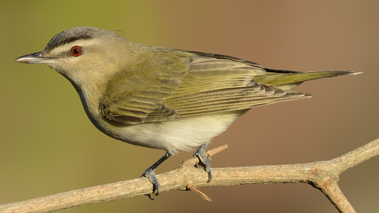 red-eyed vireo (Vireo olivaceus)