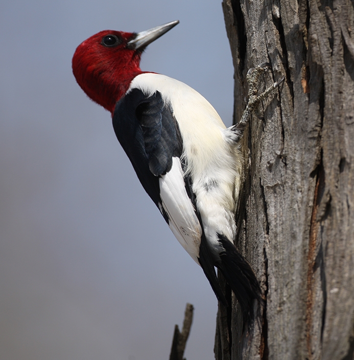 red-headed woodpecker