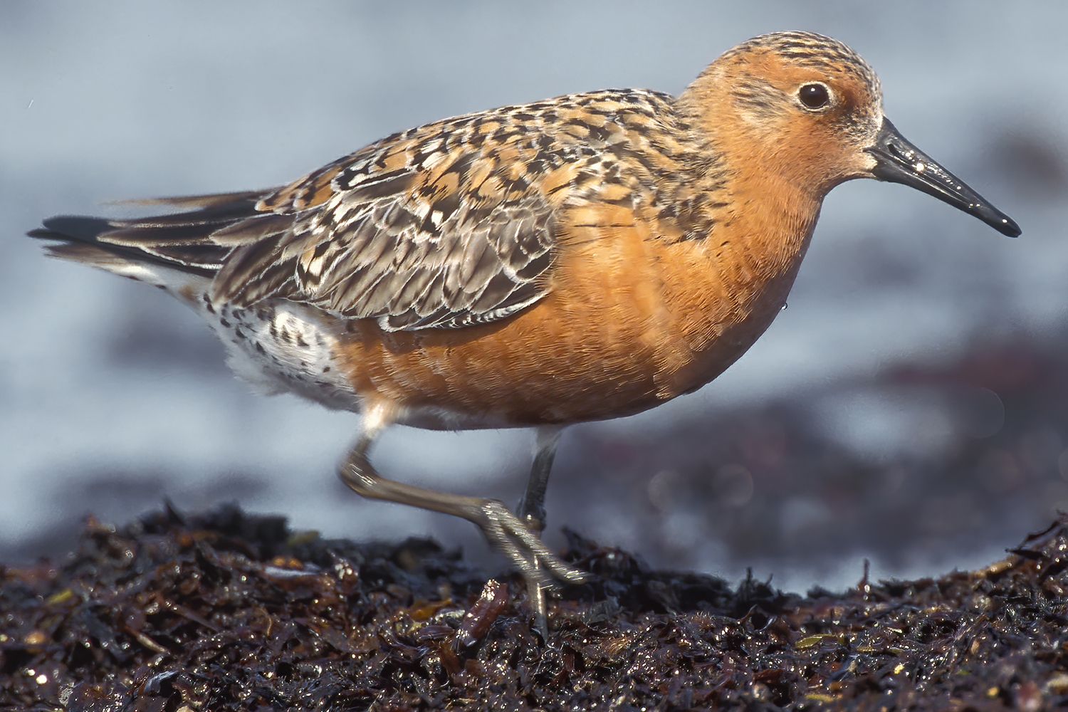 WABRedKnot-BT.jpg