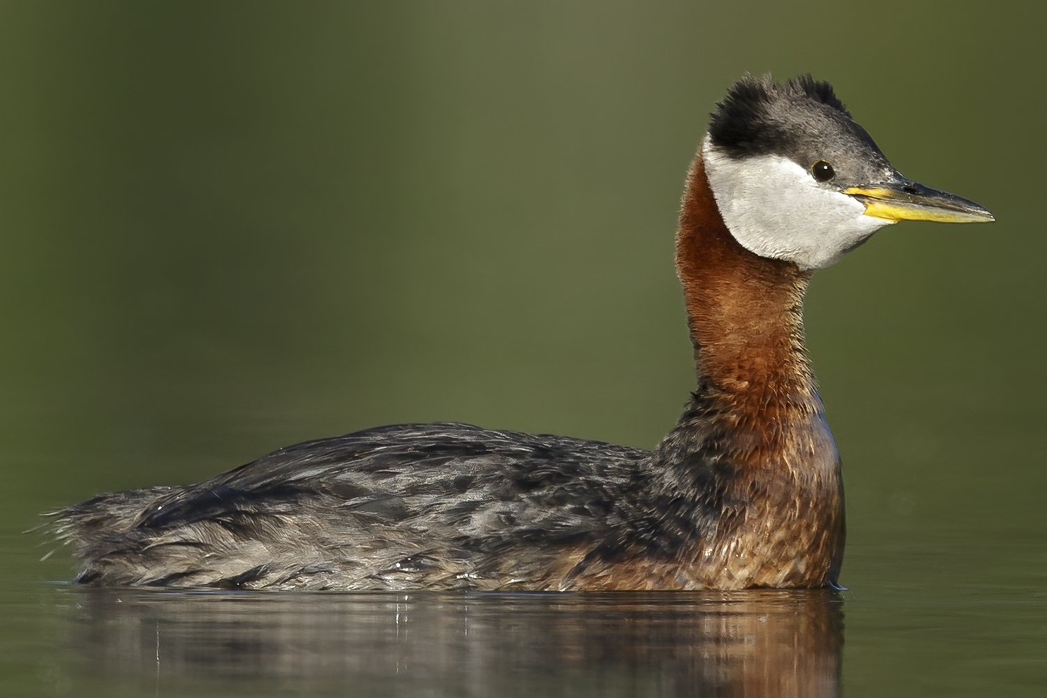 WABRedneckedGrebe-BS.jpg