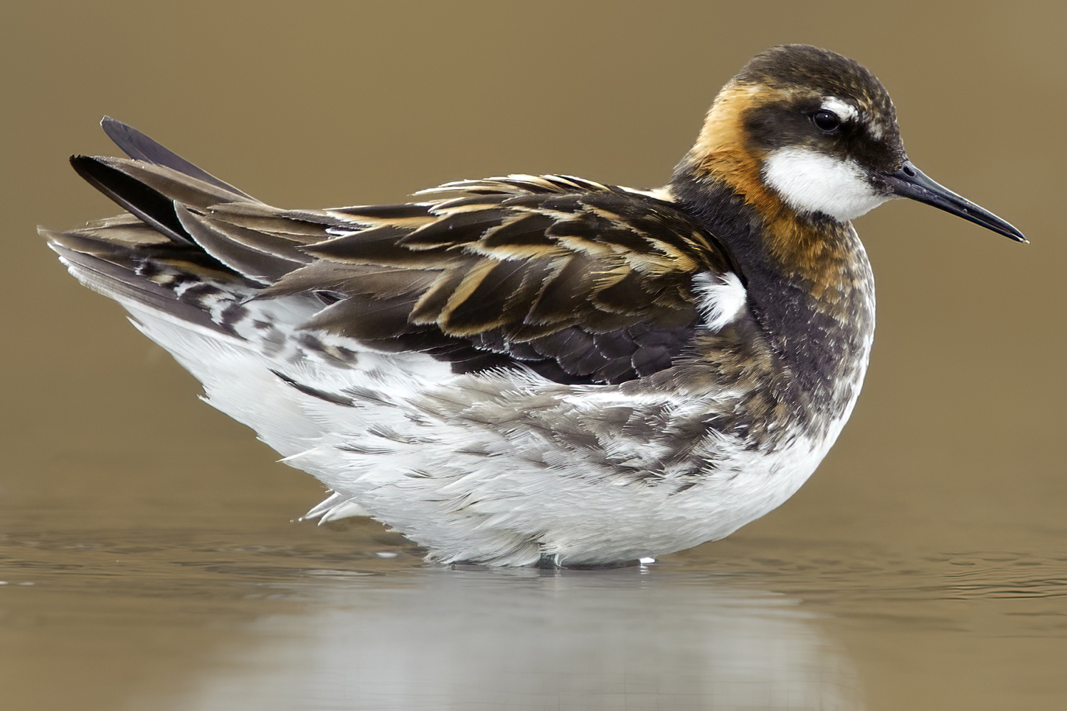 red-necked phalarope (Phalaropus lobatus)