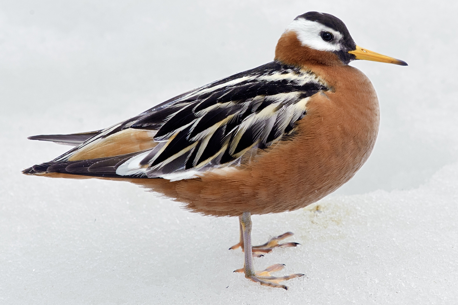 red phalarope (Phalaropus fulicarius)