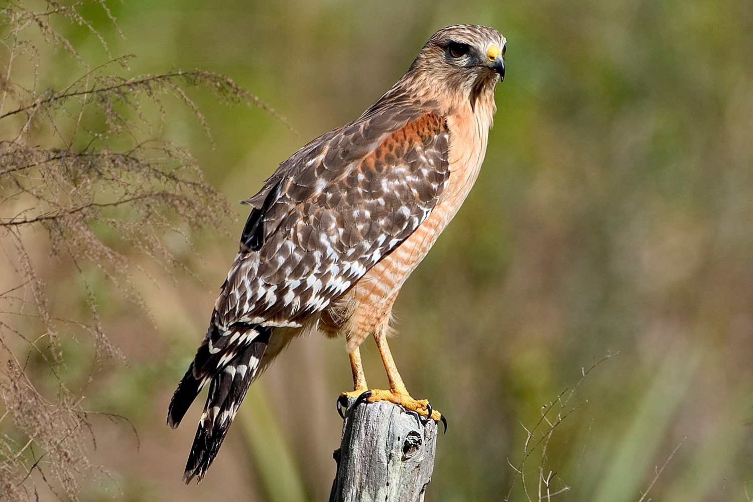 WABRedshoulderedHawk-MKR.jpg