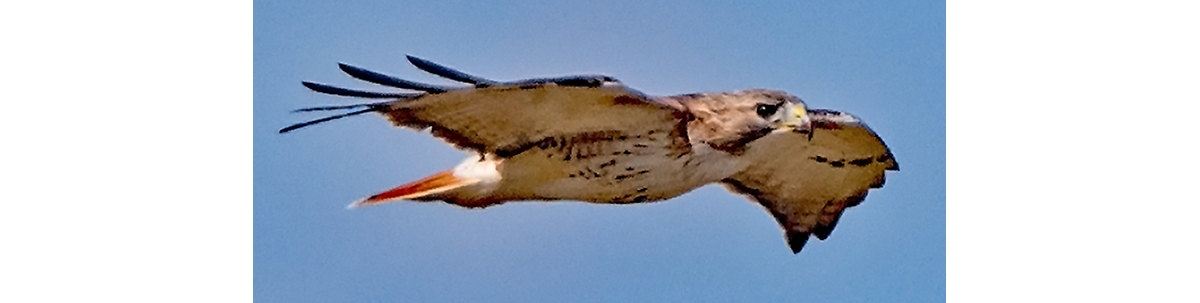 red tailed hawk beak