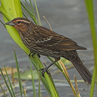red-winged blackbird female
