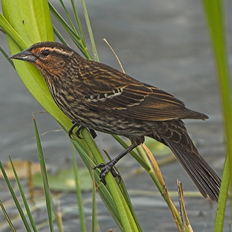 WABRedwingedBlackbirdFemale-DWB.jpg