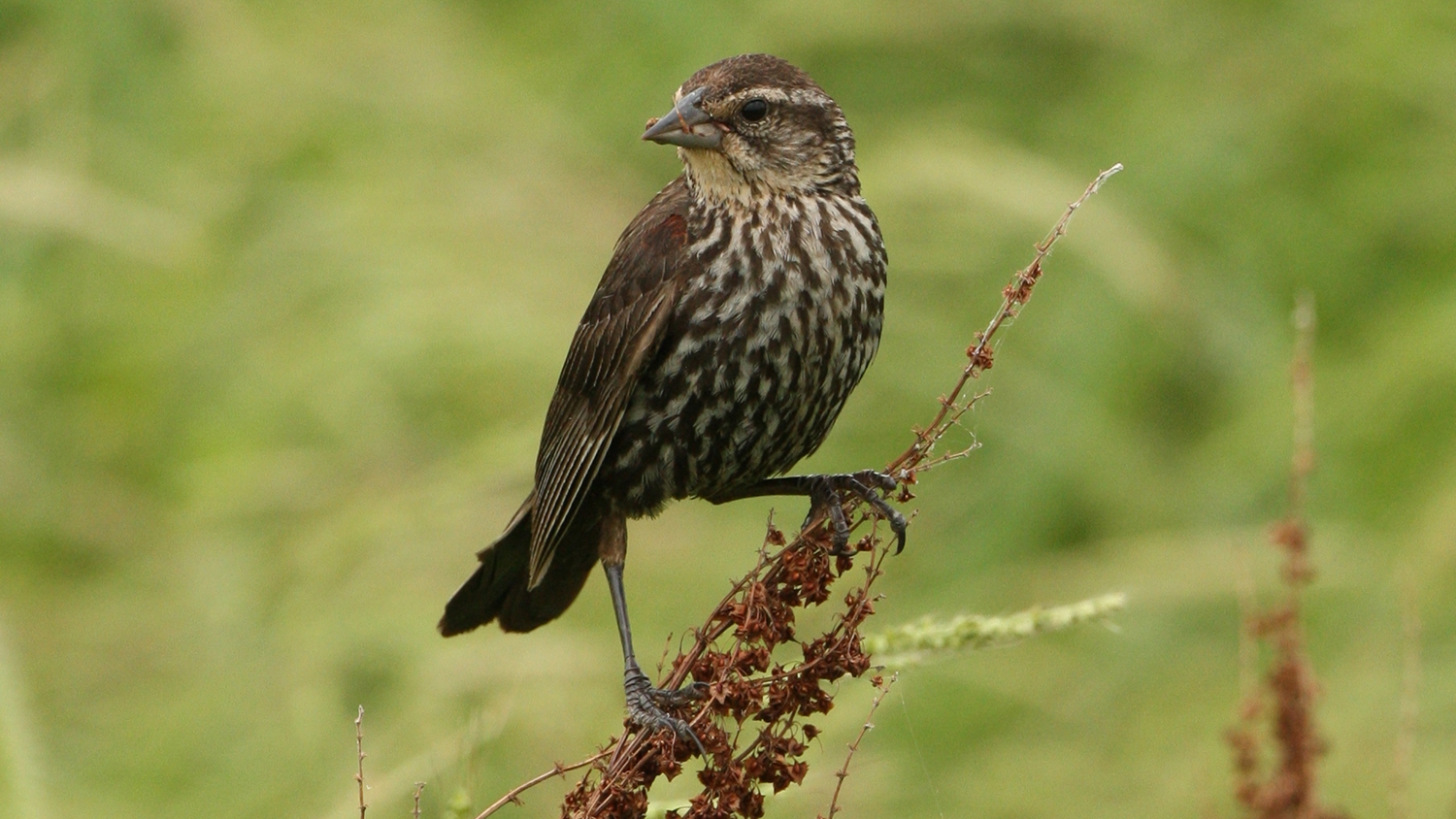 red-winged blackbird female