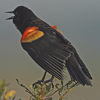 red-winged blackbird male