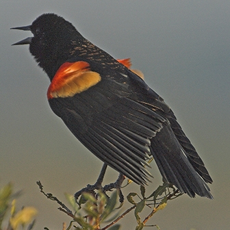 WABRedwingedBlackbirdMale-DWB.jpg