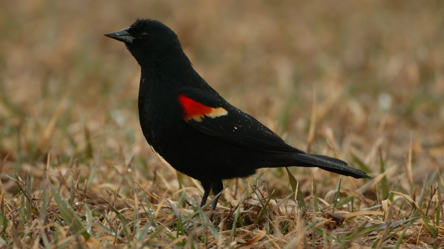 red-winged blackbird male