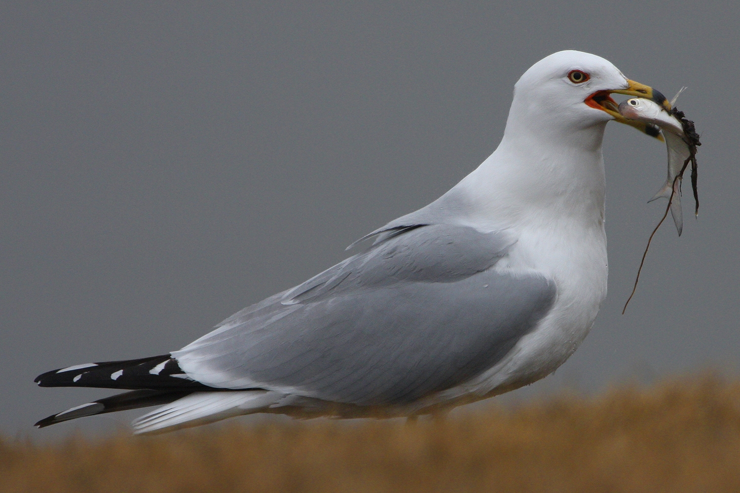 WABRingbilledGull-BT.jpg