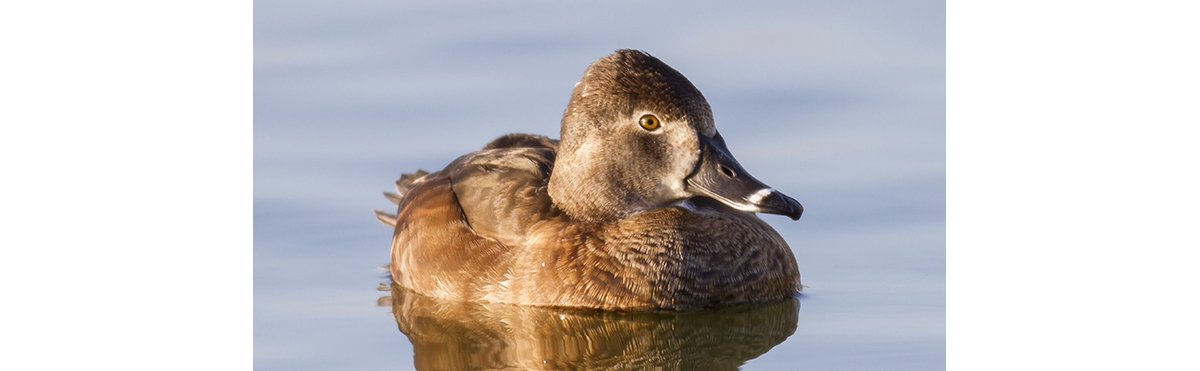 ring necked duck