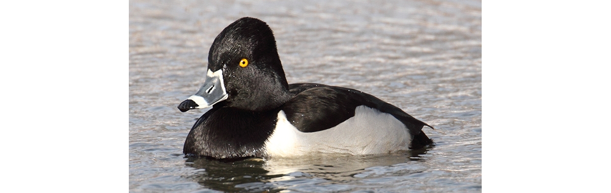 ring necked duck