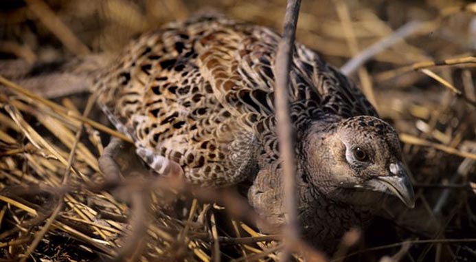 WABRingneckedPheasantFemale.jpg