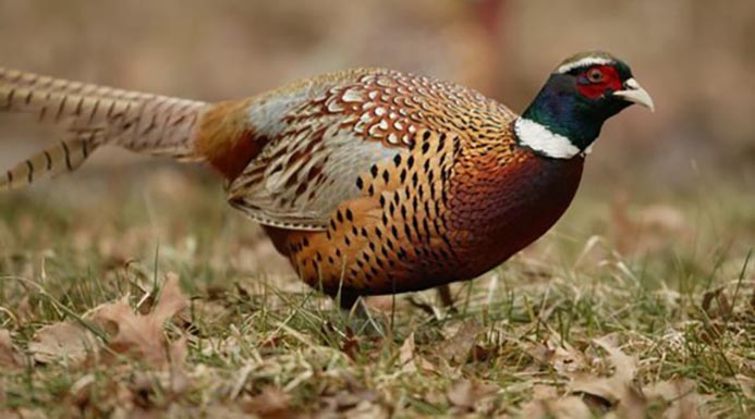 WABRingneckedPheasantMale.jpg