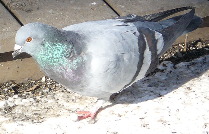 WABRockPigeon.JPG