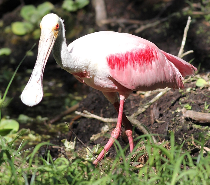 WABRosateSpoonbill-LW.JPG