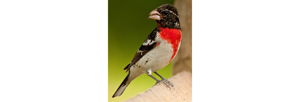 female red breasted grosbeak