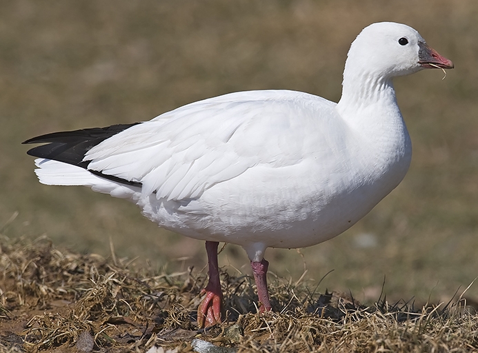 Ross's goose (Chen rossii) Photo © Rob Curtis, The Early Birder