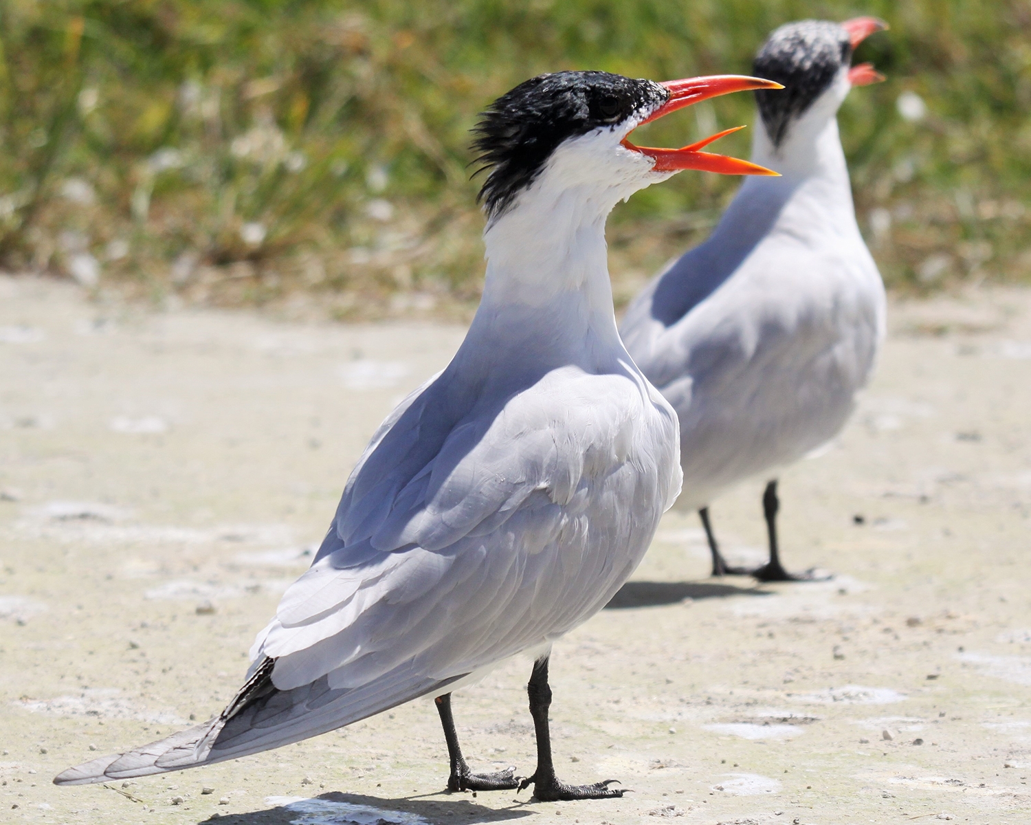 royal tern