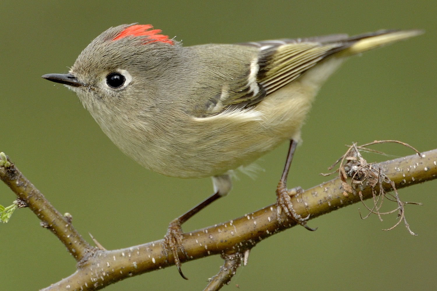 ruby-crowned kinglet (Corthylio calendula)