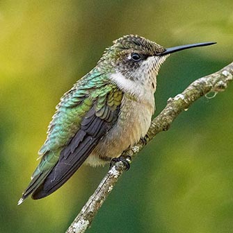 ruby-throated hummingbird female
