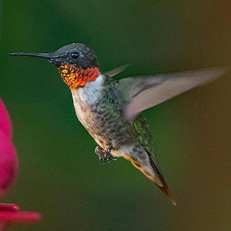 ruby-throated hummingbird male