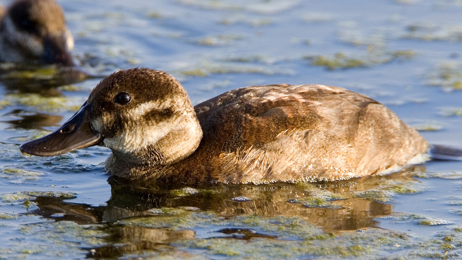 WABRuddyDuckFemale-MKR.jpg