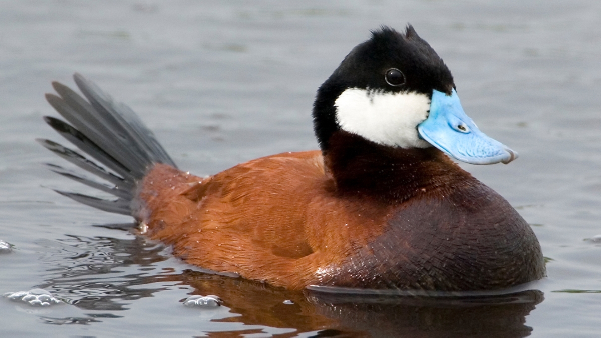 Ruddy Duck