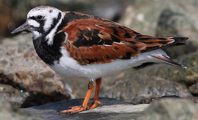 WABRuddyTurnstone-BT.jpg