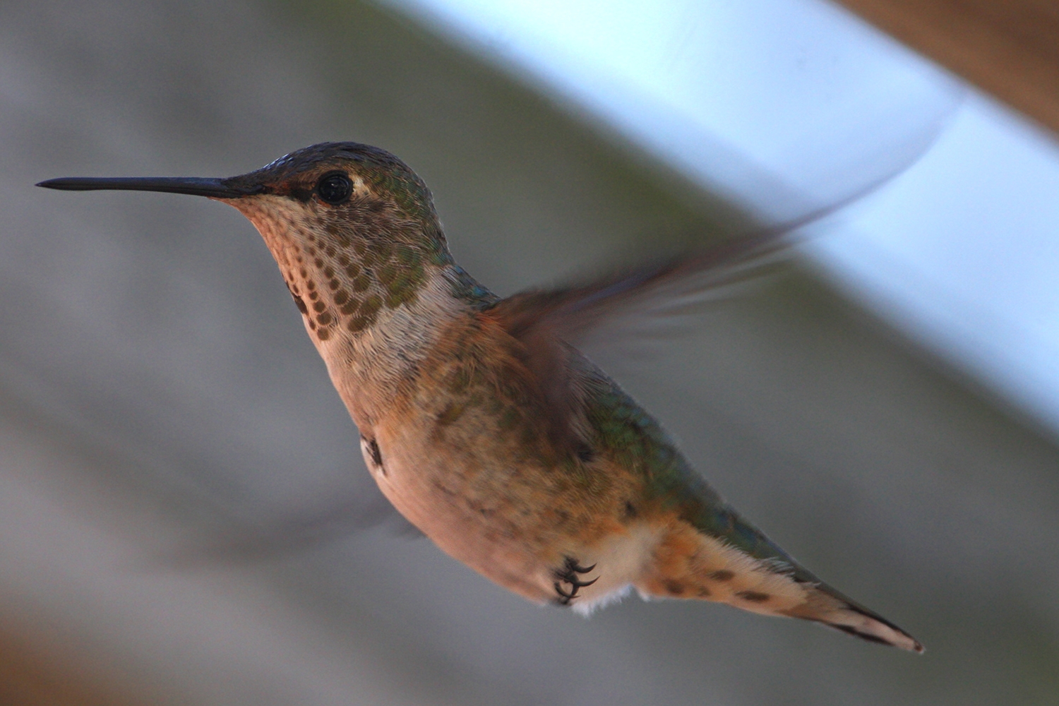 WABRufousHummingbird-BT.jpg