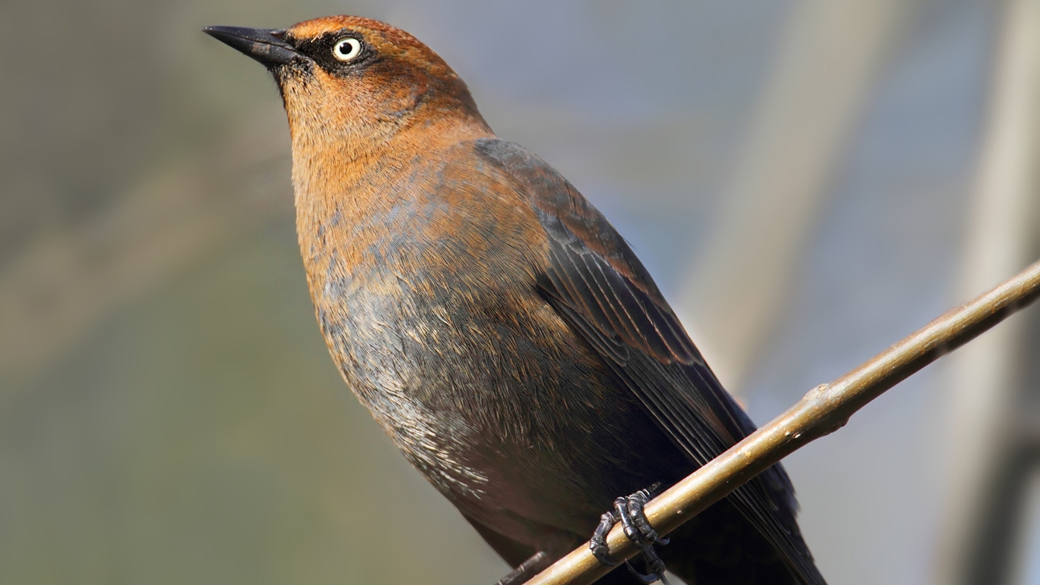 Rusty Blackbird (Euphagus carolinus) in winter plumage perched in a tree