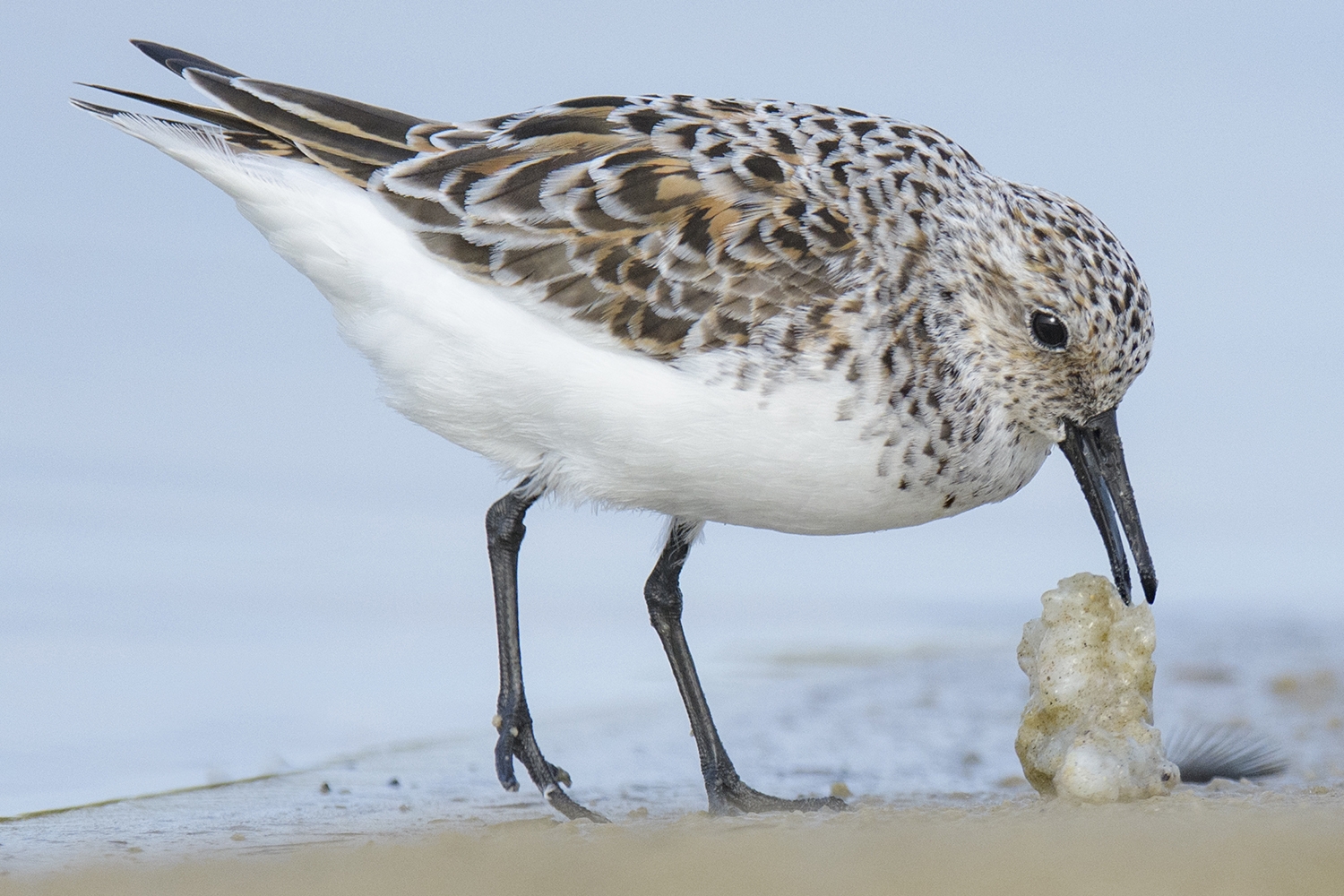 WABSanderling-BT.jpg