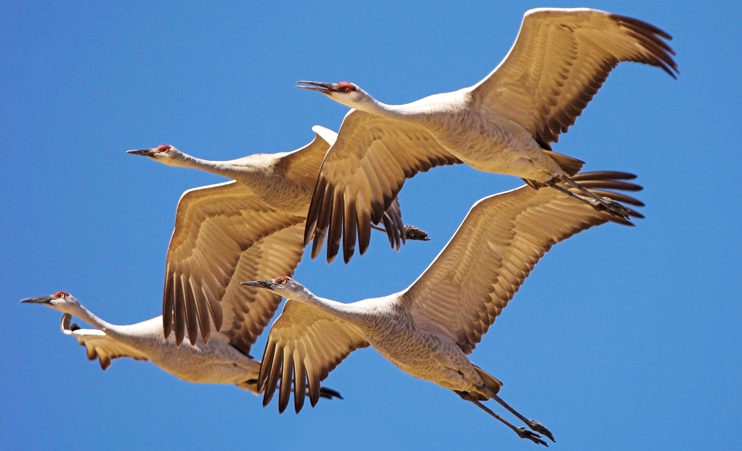 WABSandhillCrane-DWB.jpg