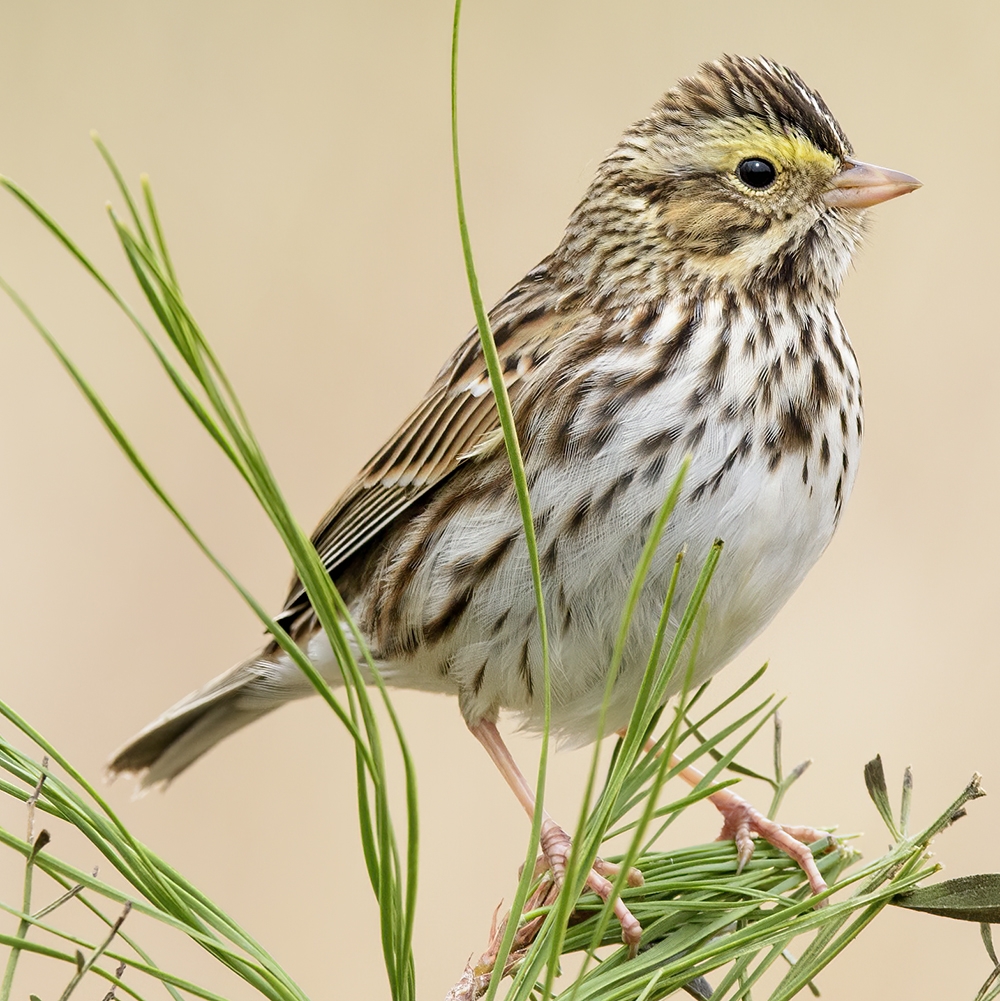 savannah sparrow (Passerculus sandwichensis)