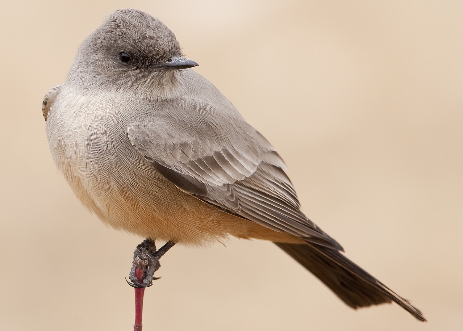 Say's phoebe looking sassy on a branch