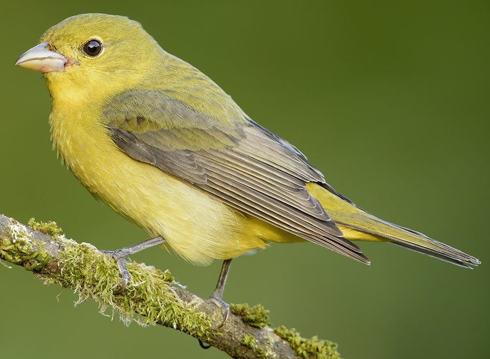 scarlet tanager (Piranga olivacea) [female]