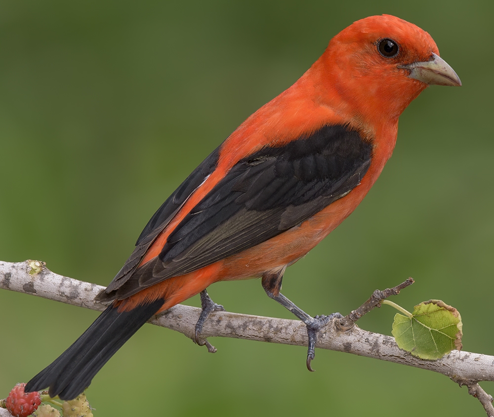 scarlet tanager (Piranga olivacea) [male]