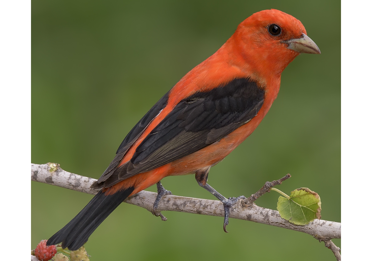 scarlet tanager