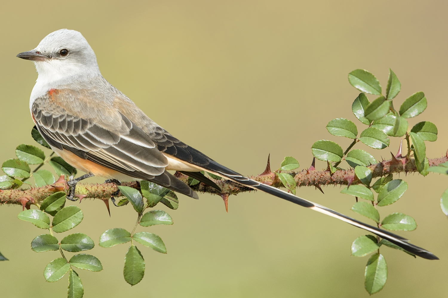 scissor-tailed flycatcher (Tyrannus forficatus)