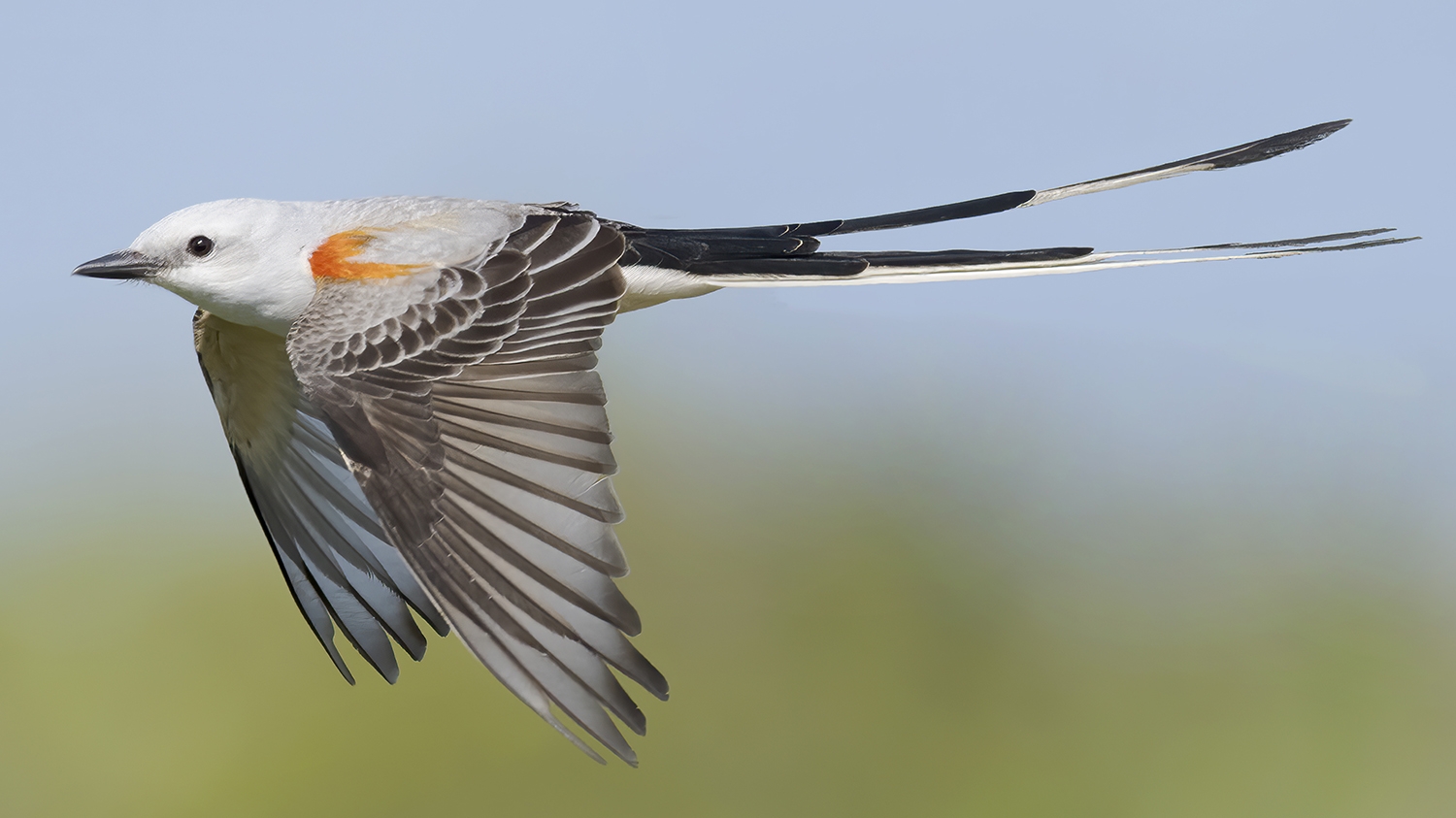 scissor-tailed flycatcher (Tyrannus forficatus)