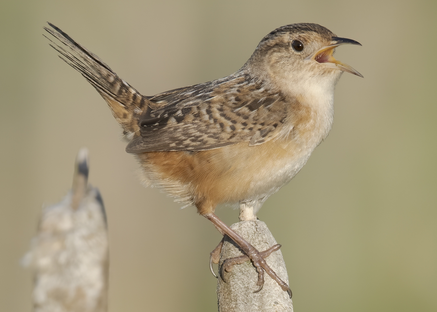 sedge wren singing while perched on a cattail