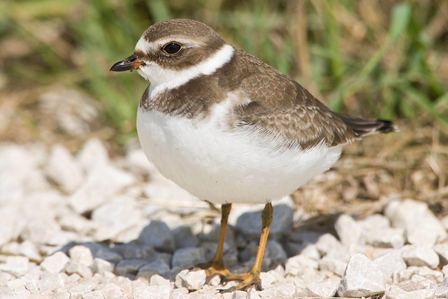 WABSemipalmatedPlover-MKR.jpg