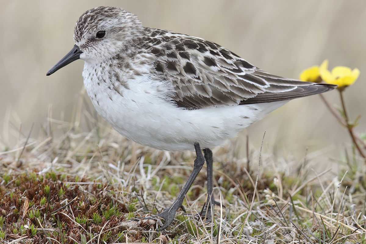Sandpiper Sandpiper