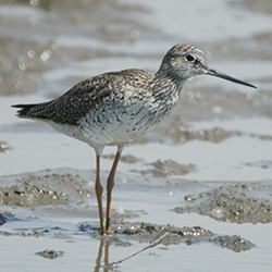 Shore birds