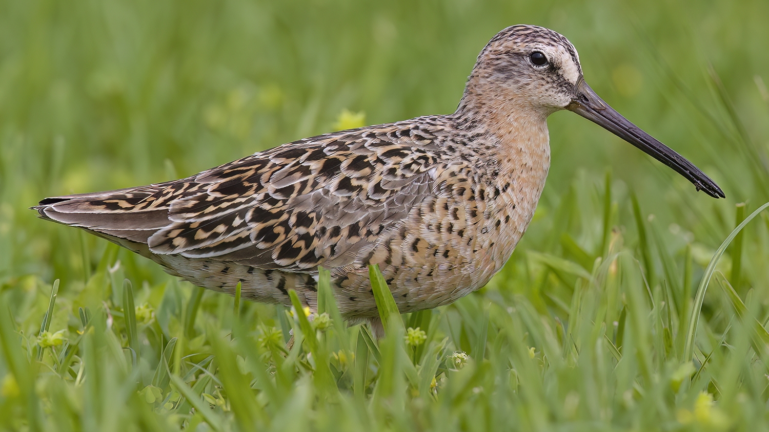 WABShortbilledDowitcher-DWB.jpg