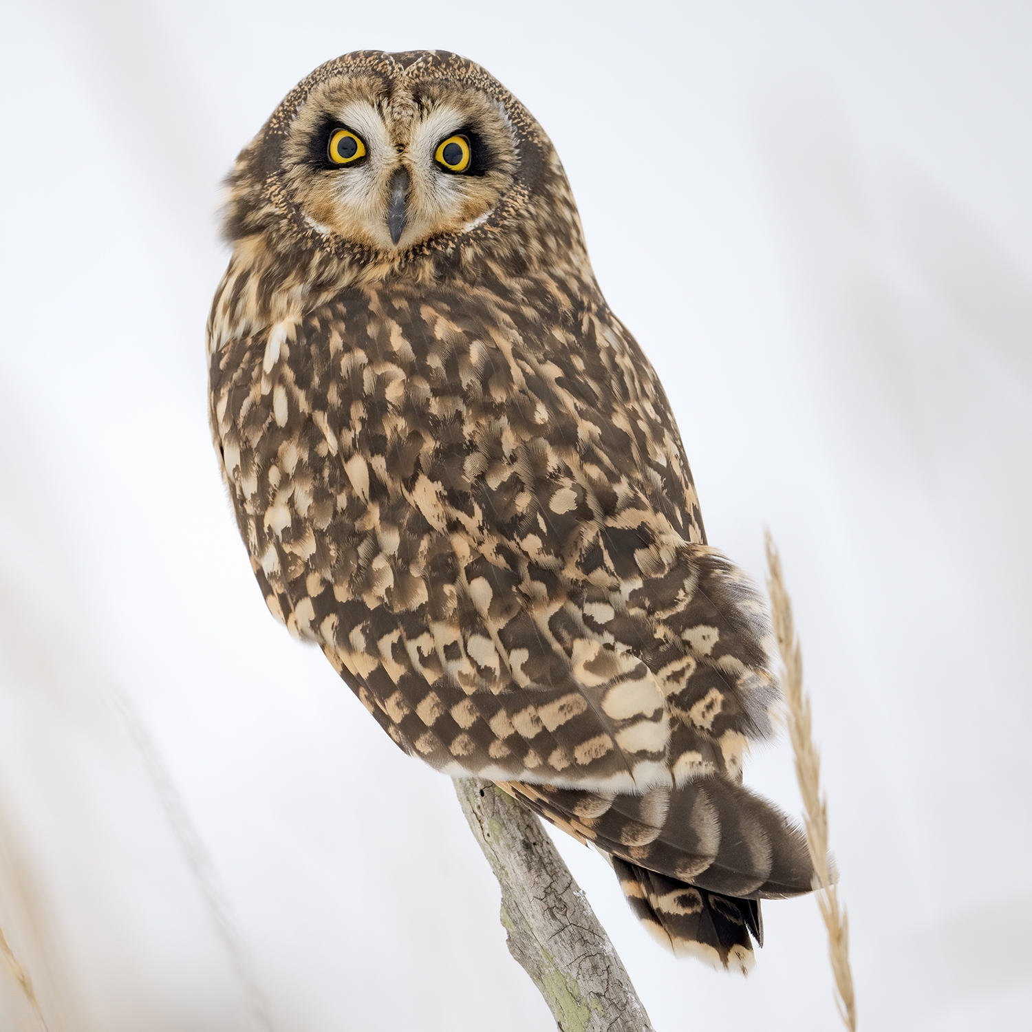 short-eared owl Asio flammeus