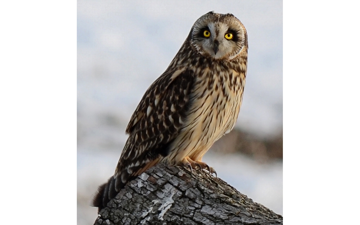 short-eared owl